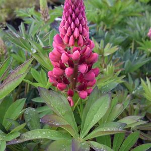 Lupinus 'Gallery Red' (Gallery Series) ---